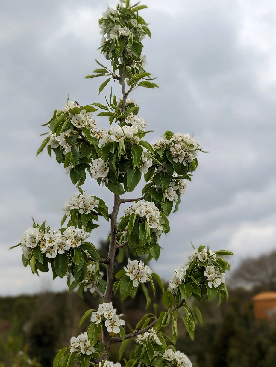 Säulenbirne `Saphira´ 150-175cm (zweijährig) Pyrus Communis `Saphira´ – Bild 3