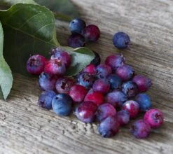 Saskatoon Berry Amelanchier Alnifolia `Saskatoon Berry´