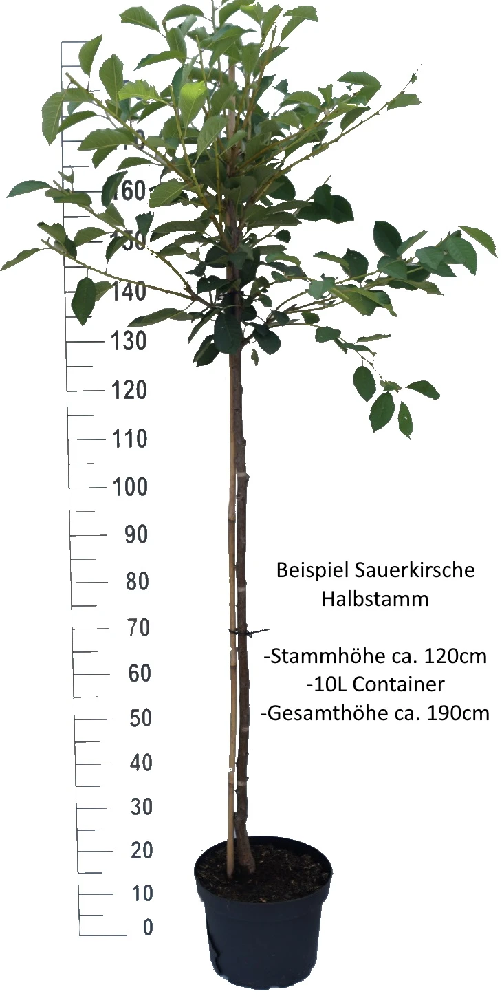 Safir ® Prunus Cerasus `Safir´ – Bild 3