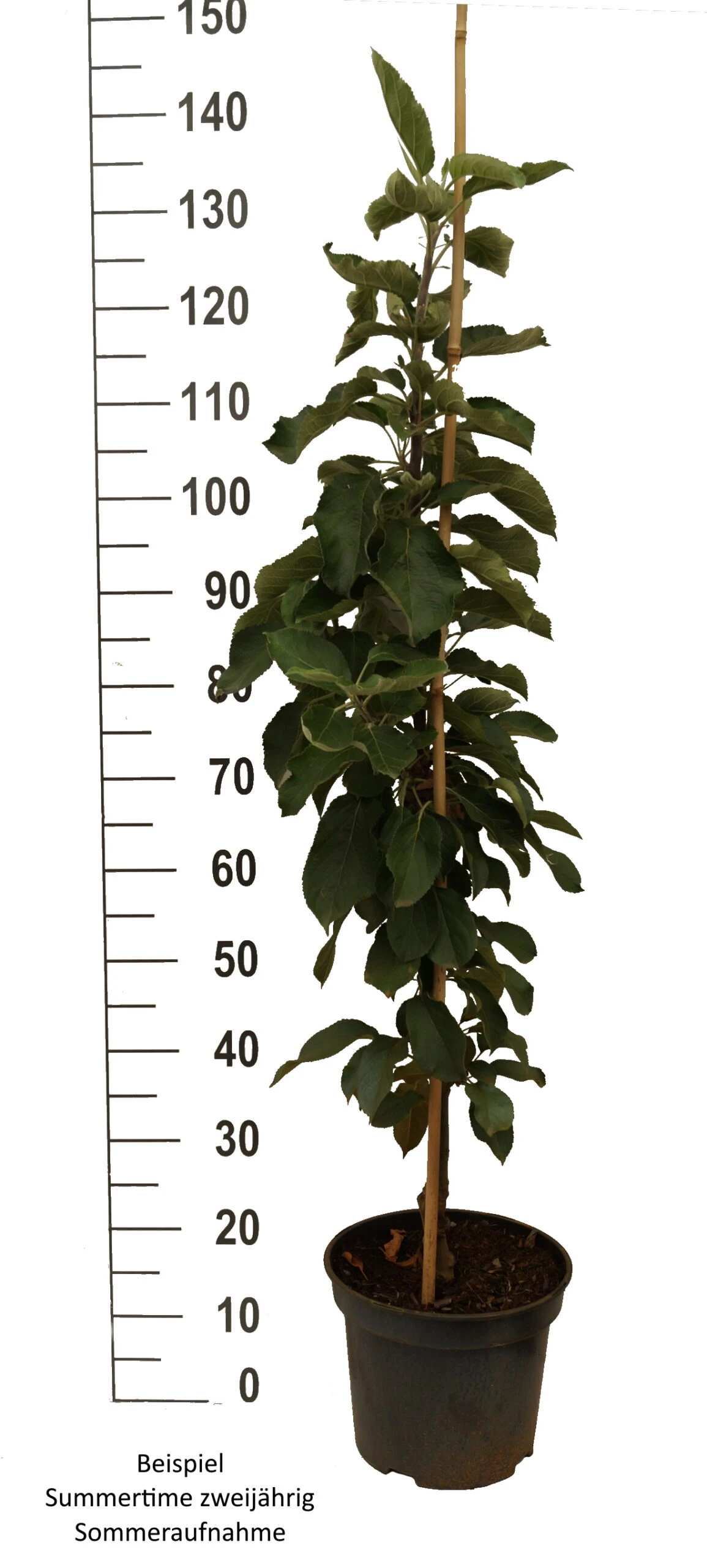 Säulenapfel SummertimeⓈ Malus Domestica `Summertime´ – Bild 2