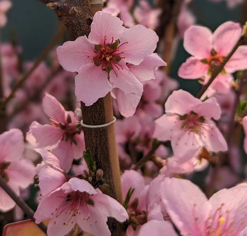 Pfirsich `Suncrest´ Prunus Persica `Suncrest´ – Bild 2