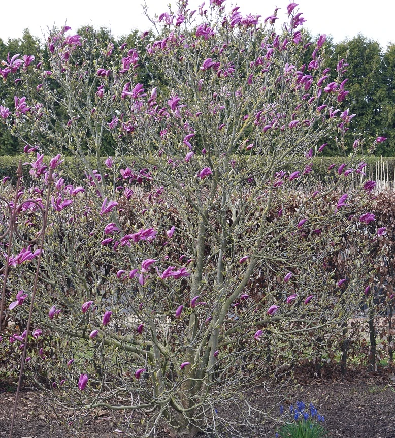 Purpur-Magnolie `Susan´ Magnolia Liliiflora `Susan´ – Bild 3