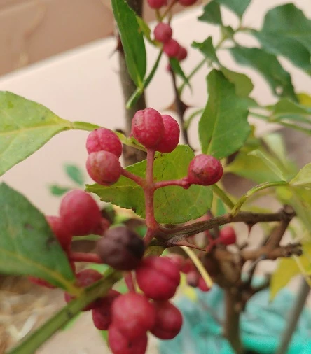 Szechuan Pfeffer Zanthoxylum Simulans â Bild 3