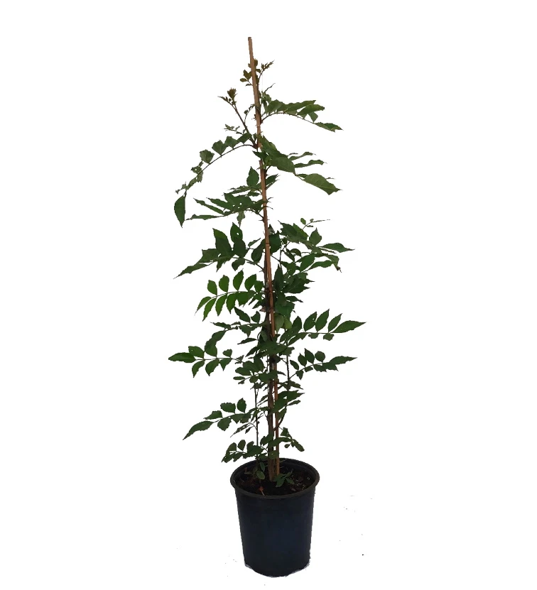 Szechuan Pfeffer Zanthoxylum Simulans â Bild 2