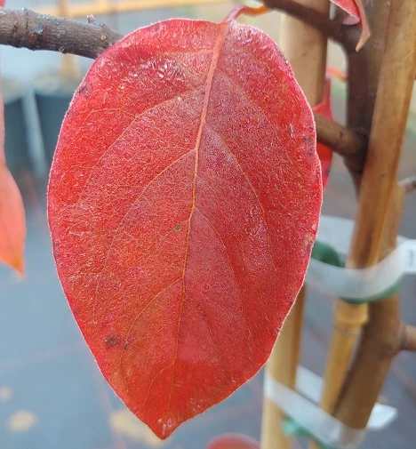 Schwarzer Tupelobaum Nyssa Sylvatica – Bild 5