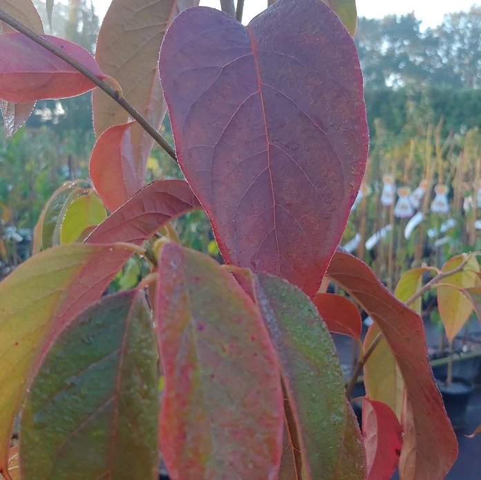 Schwarzer Tupelobaum Nyssa Sylvatica – Bild 4