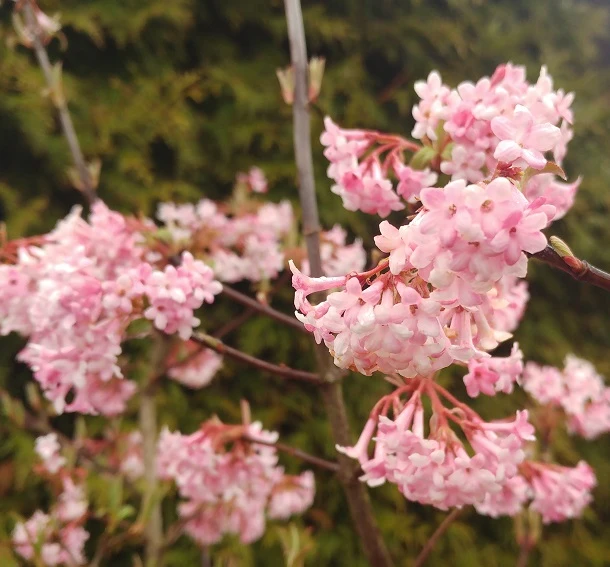 Duftender Winterschneeball `Dawn´ Viburnum Bodnantense `Dawn´ – Bild 3