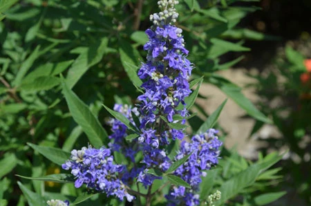 Zwerg-Mönchspfeffer `Blue Puffball´ ® Vitex Agnus-castus – Bild 2