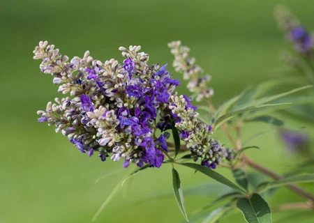 Zwerg-Mönchspfeffer `Blue Puffball´ ® Vitex Agnus-castus – Bild 3
