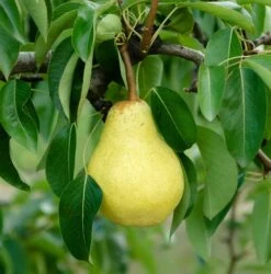 Williams Christbirne Pyrus Communis `Williams Christbirne´