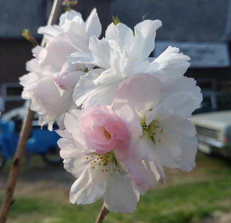 Säulenzierkirsche `Amanogawa´ Prunus Serrulata `Amanogawa´ – Bild 2