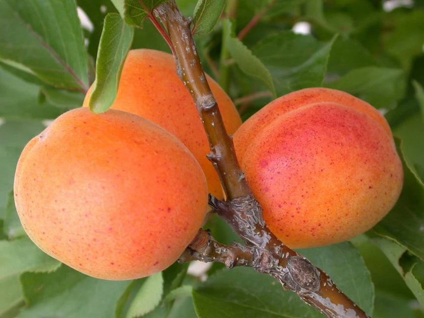 Zwerg-Aprikose `Garden Aprigold® ´ Prunus Armeniaca `Garden Aprigold´ – Bild 2