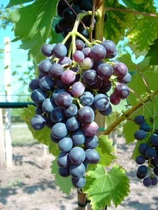 Blauer Muskateller Vitis `Blauer Muskateller´ – Bild 3