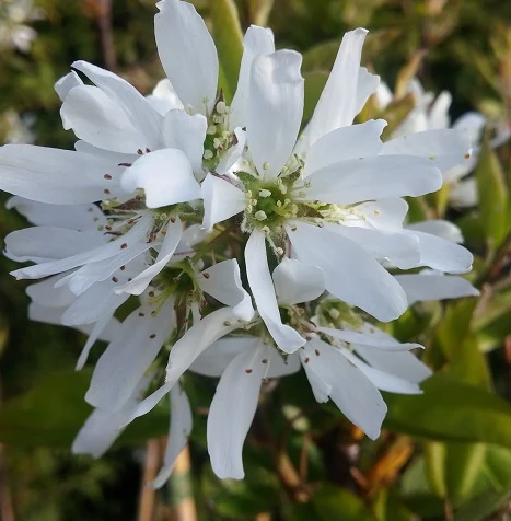 Felsenbirne Ballerina- Aufrecht Wachsend Amelanchier Laevis `Ballerina´ – Bild 2