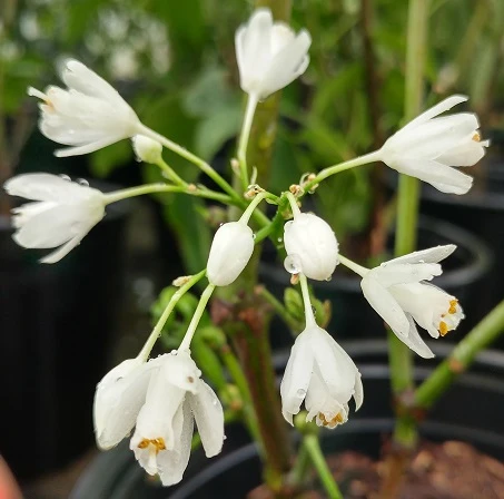 Rispen-Pimpernuss Staphylea Pinnata – Bild 3