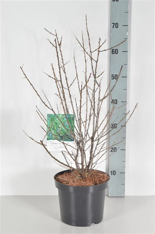 Sanddorn Pollmix Hippophae Rhamnoides `Pollmix´ – Bild 2