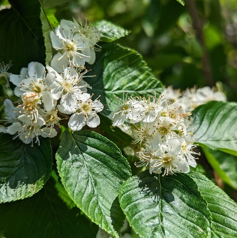 Erlenblättrige Eberesche `Red Bird´ Sorbus Alnifolia `Red Bird´ – Bild 3