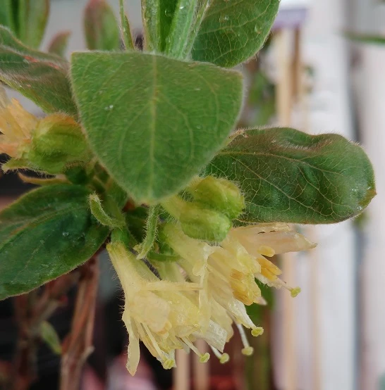 Sibirische Blaubeere "Blue Velvet" Lonicera Kamtschatica `Blue Velvet´ – Bild 2